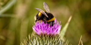 Bee Pollen Uses