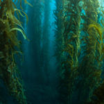 Kelp benefits include healthier skin and hair (fur).