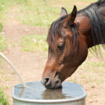 Horse drinking clean water