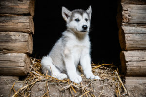 A husky puppy sitting on hay in a dog house