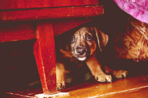 A puppy hiding under a table