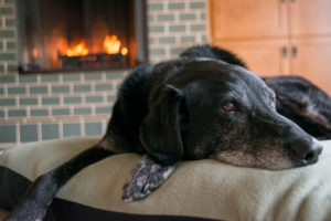 Black lab lying on a dog bed in front of a fireplace