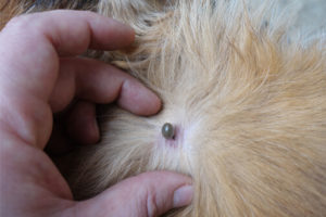 A tick burrowed into dog's fur