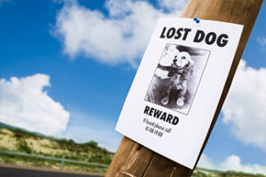 Lost dog sign