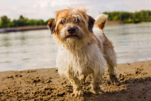 wet dog near lake