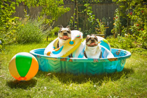 Two dogs in kiddie pool