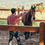 Trainer and Horse body language