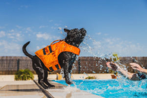 dog water safety