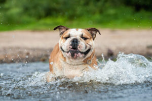 Dog water safety