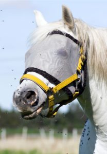A White horse where a mask to keep flies out of its eyes