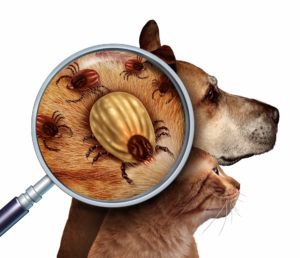 Illustration of a tick under a magnifying glass in front of a dog and cat