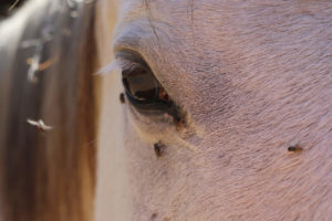 Flies around a horse's eye