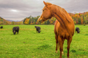 Close up of a brown horse in a field of horses