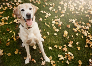 Yellow lab sitting on a lawn strewn with leaves