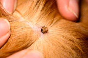 A tick burrowed into someone's scalp