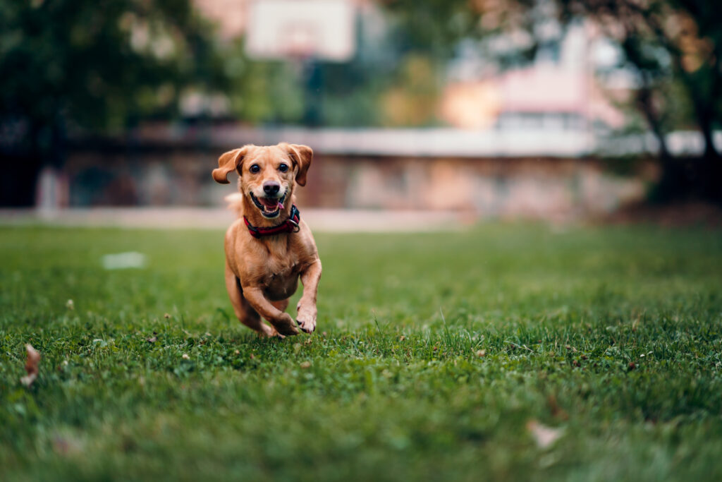 Small brown dog wearing red collar running on the grass