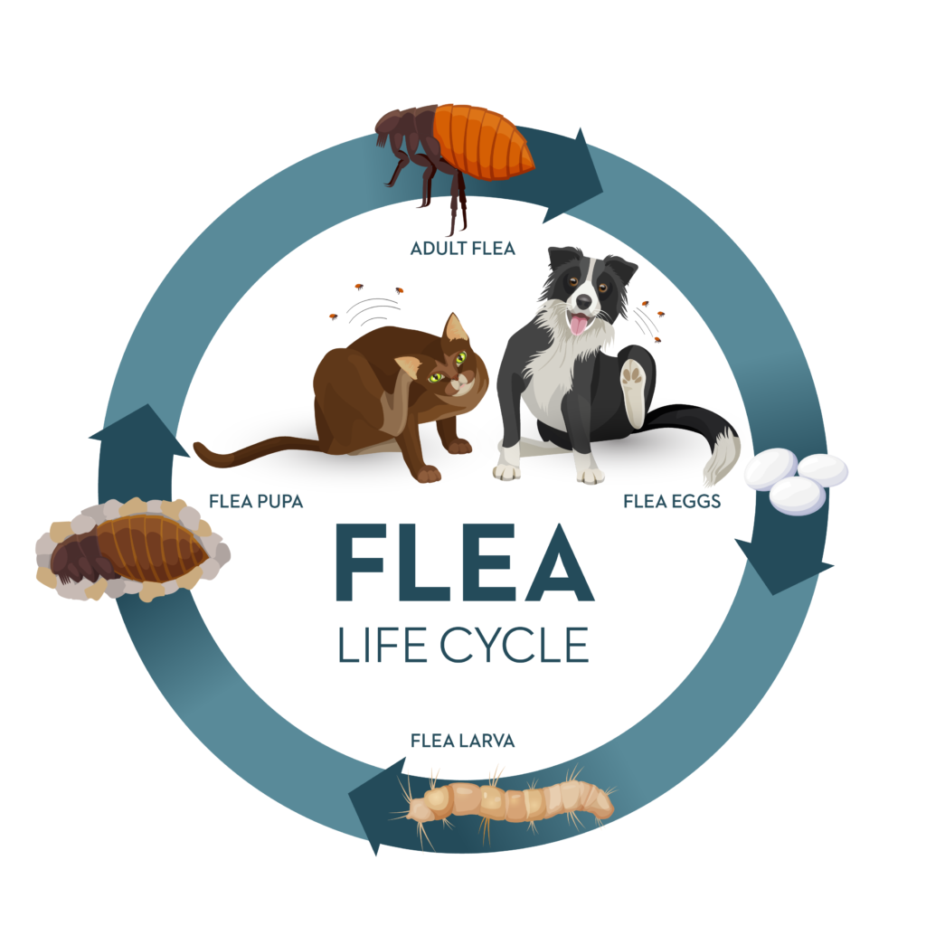 Flea Life Cycle: Adult Flea. Eggs. Flea Larva. Flea Pupa.