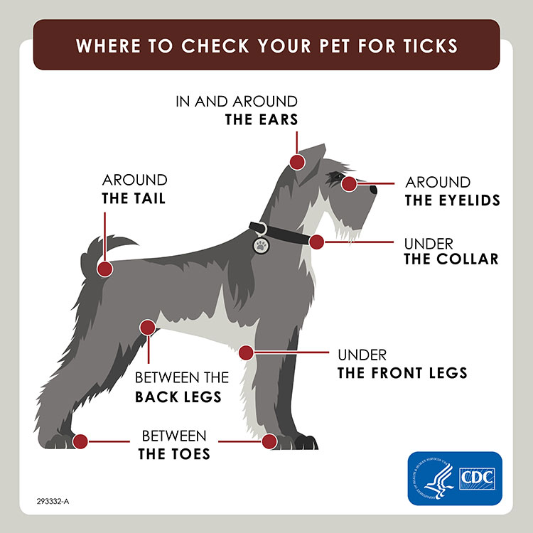 Where to check Your Pets for Ticks: In and Around the ears, around the eyelids, under the front legs, between the back legs, between the toes, and around the tail